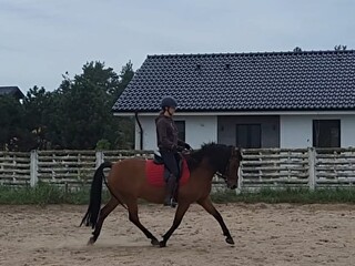 Współdzierżawa kuca/mały koń, rekreacja, sport