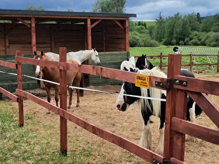 PENSJONAT WOLNOWYBIEGOWY PONY RANCH