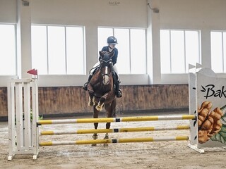Flamenco poleca się na sprzedaż