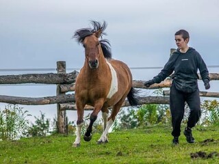 Konsultacje behawioralne/ trening pozytywny/ pomoc przy koniach