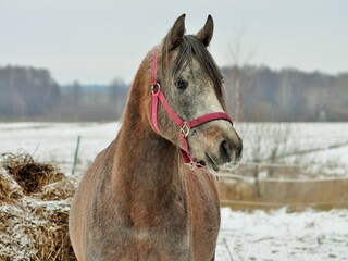 Pilnie sprzedam klacz arabska