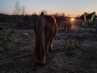 Nice Ranch - Jazda konna w stylu western, wycieczki na koniach, konne spacery, mini agro