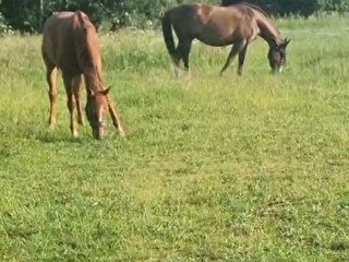 Stajnia Caballo - rodzinna atmosfera, spokój i azyl którego szukasz dla swojego konia!