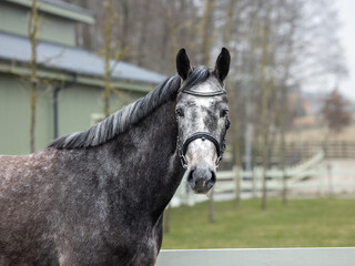 Cornthina Diamond ML Z