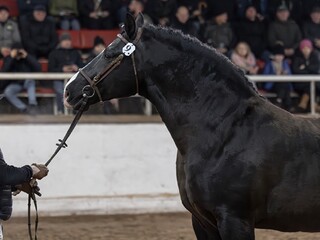 Ogier śląski Rik - Stanówka/ Sprzedam