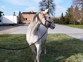 Klacz hodowlana po Tjungske-źrebna DIATHLETICO-likwidacja stada