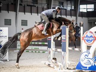 Tjungske / Quamiro klacz