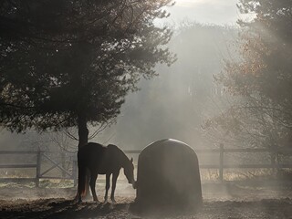 Stajnia Patronus chów padokowy stajnia wolnowybiegowa