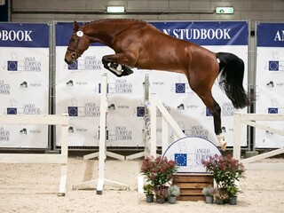 TELSTAR JM TN (Ermitage Kalone x Muscaradis d’Ariel) dostępny dla polskich hodowców dosłownie na wyciągnięcie ręki