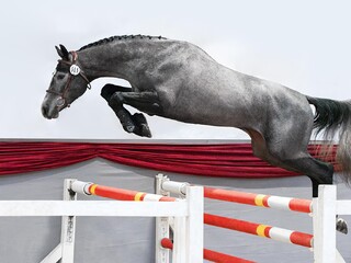 Ogier z licencją AES - 3 letni Contento