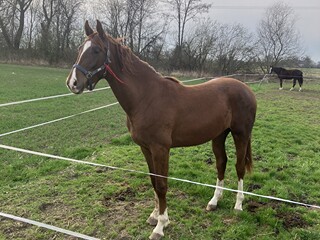 Ogier po Caroly
