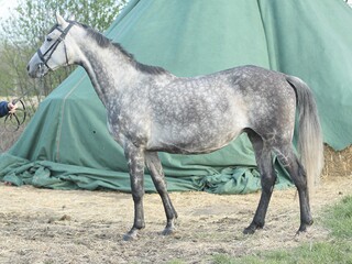 Klacz Duchess des Termes