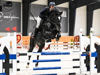 Silny i efektowny kary ogier