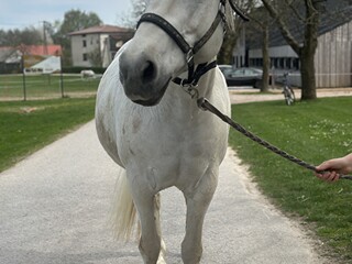 Sprzedam klacz