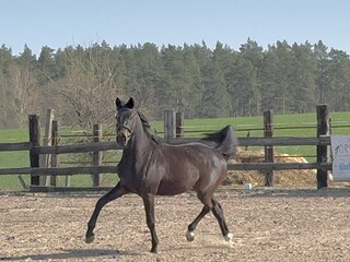 Ogier po Corvallo - Corrado - Coriano