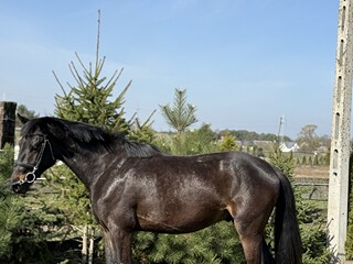 Ogier po Corvallo - Corrado - Coriano