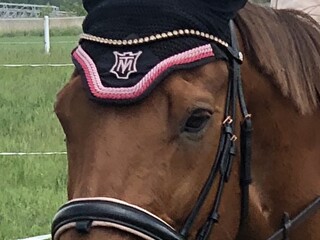 Ogłowie Waldhausen X-Line Rose z wytokiem COB