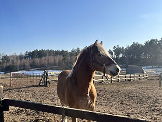Ogier HAFLINGER stanówka