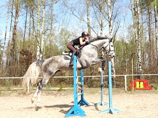 Wysoki licencjonowany ogier KWPN