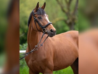 Sprzedam kilka klaczy na surogatki