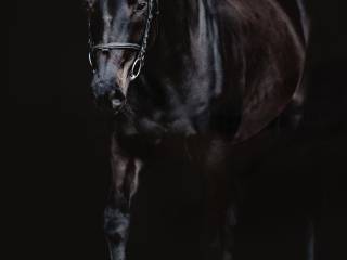 Oprah R Cornet Obolensky x Diarado