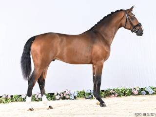 Stanówka Ogierem Sjacoon Balou - licencja PZHK