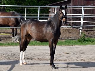 Klacz polski kuc wierzchowy 1 rok po SILVER STAR VS Z