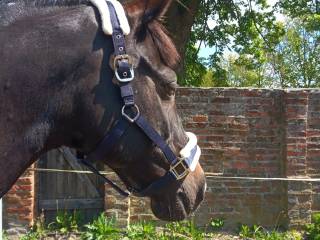 Kantar z futerkiem pony/cob/full/Xfull