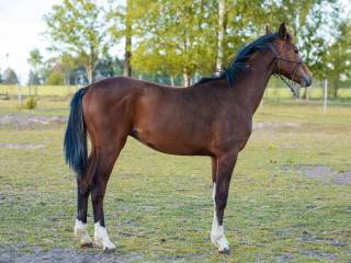 Green Star roczny ogier