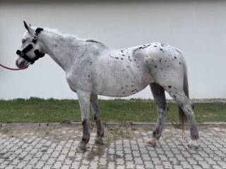 Klacz małopolska 23 lata