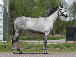 Klacz 5 letnia
