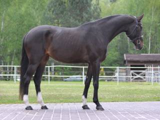 Klacz 4 letnia (NC U2 x CAVALLO) czysty TUV