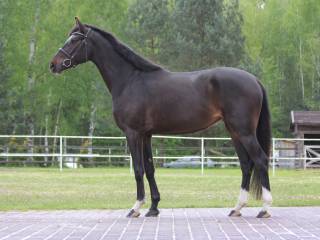 Klacz 4 letnia (NC U2 x CAVALLO) czysty TUV