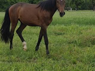 Super prawie 3 letni ogier