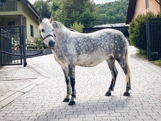 Na sprzedaż – Urocza klacz kuc  - 11 lat