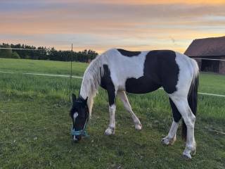 klacz srokata. Ojciec AQH, matka sp