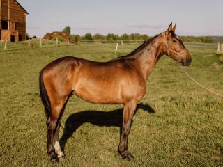 Wałach  po P.Rh. Bingo Boy/Black Jack/ Cornet Obolensky