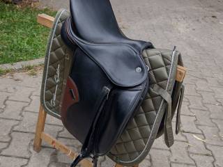 Butterfly Uta Graf 17