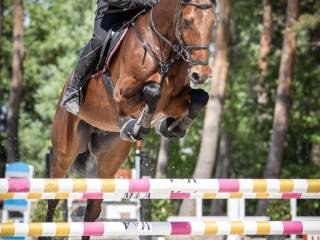 Wałach 2020 r Halifax /Coronado I