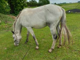 4 letni wałach małopolski