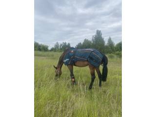 Zestaw terapeutyczny Bemer Horse Set