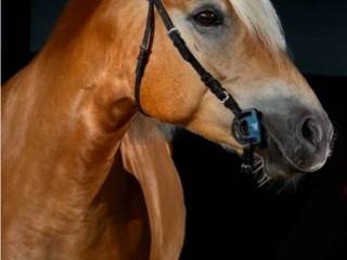Klacz Haflinger sprzedaż  - aktualny TUV