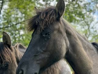 1,5 roczna Klacz Huculska