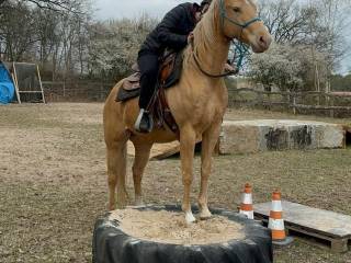 Klacz AQH, quarter horse, Shiny