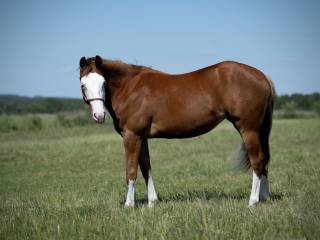 1.5 roczna klacz AQH