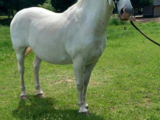 Lipicana 8 lat
