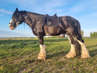 Shire Horse ogier (SHS)