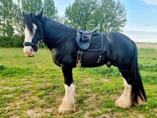 Shire Horse ogier (SHS)