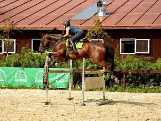 Przyjmę konia w trening /,,poruszam" konia BEZPŁATNIE