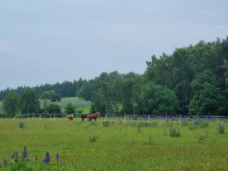 Zapraszamy do stajni wolnowybiegowej